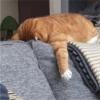 Fotos de gatinhos 2 13