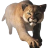On the Hunt