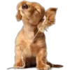 Mascotas 13