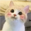 Fotos de gatinhos 2 14