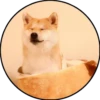 Perrito 13