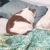 Fotos de gatinhos 1 13