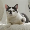 Fotos de gatinhos 2 15