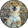 Perrito 14