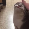 Fotos de gatinhos 1 15