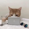 Gatinhos que curam a depressão 14