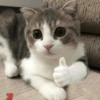 Gatinhos que curam a depressão 15