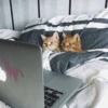 Gatinhos que curam a depressão 16