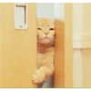 Fotos de gatinhos 1 17