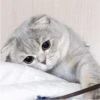 Fotos de gatinhos 1 18