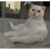 Fotos de gatinhos 1 19
