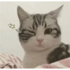 Fotos de gatinhos 2 16