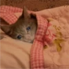 Fotos de gatinhos 2 17