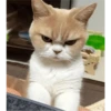 Fotos de gatinhos 2 18