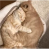 Fotos de gatinhos 1 20