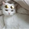 Fotos de gatinhos 1 21
