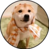 Perrito 18