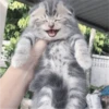 Fotos de gatinhos 2 19
