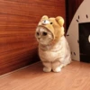 Gatinhos que curam a depressão 17