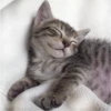 Fotos de gatinhos 1 22