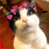 Fotos de gatinhos 2 20