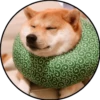 Perrito 19