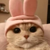 Gatinhos que curam a depressão 18