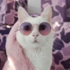 Gatinhos que curam a depressão 19