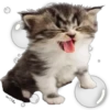 Cute.....Cats.... 15