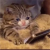 Fotos de gatinhos 1 23