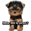 Cachorros tiernos 21