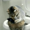 Fotos de gatinhos 2 21