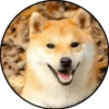 Perrito 20