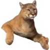 Resting Puma