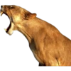 Side Roar