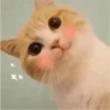 Fotos de gatinhos 2 22
