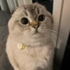 Gatinhos que curam a depressão 21