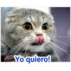 Yo quiero!