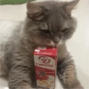Fotos de gatinhos 2 23