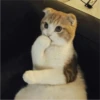 Fotos de gatinhos 2 24
