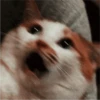 Fotos de gatinhos 2 25