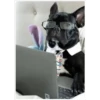 Mascotas 19