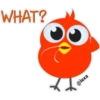 Colorful  Chick 26
