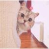 Fotos de gatinhos 1 25