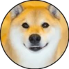 Perrito 24