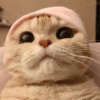 Gatinhos que curam a depressão 23