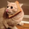 Gatinhos que curam a depressão 24