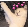 Fotos de gatinhos 2 26