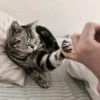 Gatinhos que curam a depressão 26