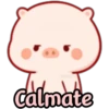 CERDITO bonito 27